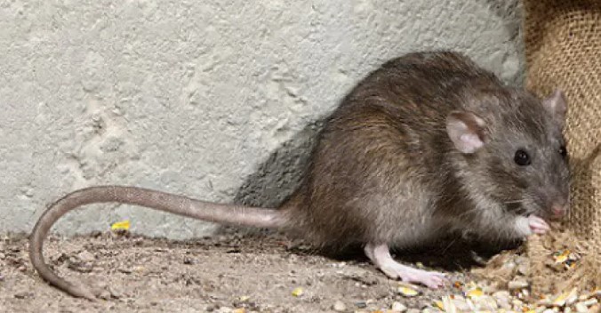 Bruine rat 2023